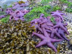 Image of ochre sea star