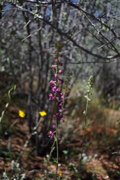 Delphinium hansenii subsp. ewanianum M. J. Warnock的圖片