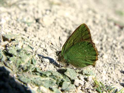 Plancia ëd Callophrys rubi (Linnaeus 1758)