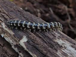 Image de <i>Arthrophaga myriapodina</i>