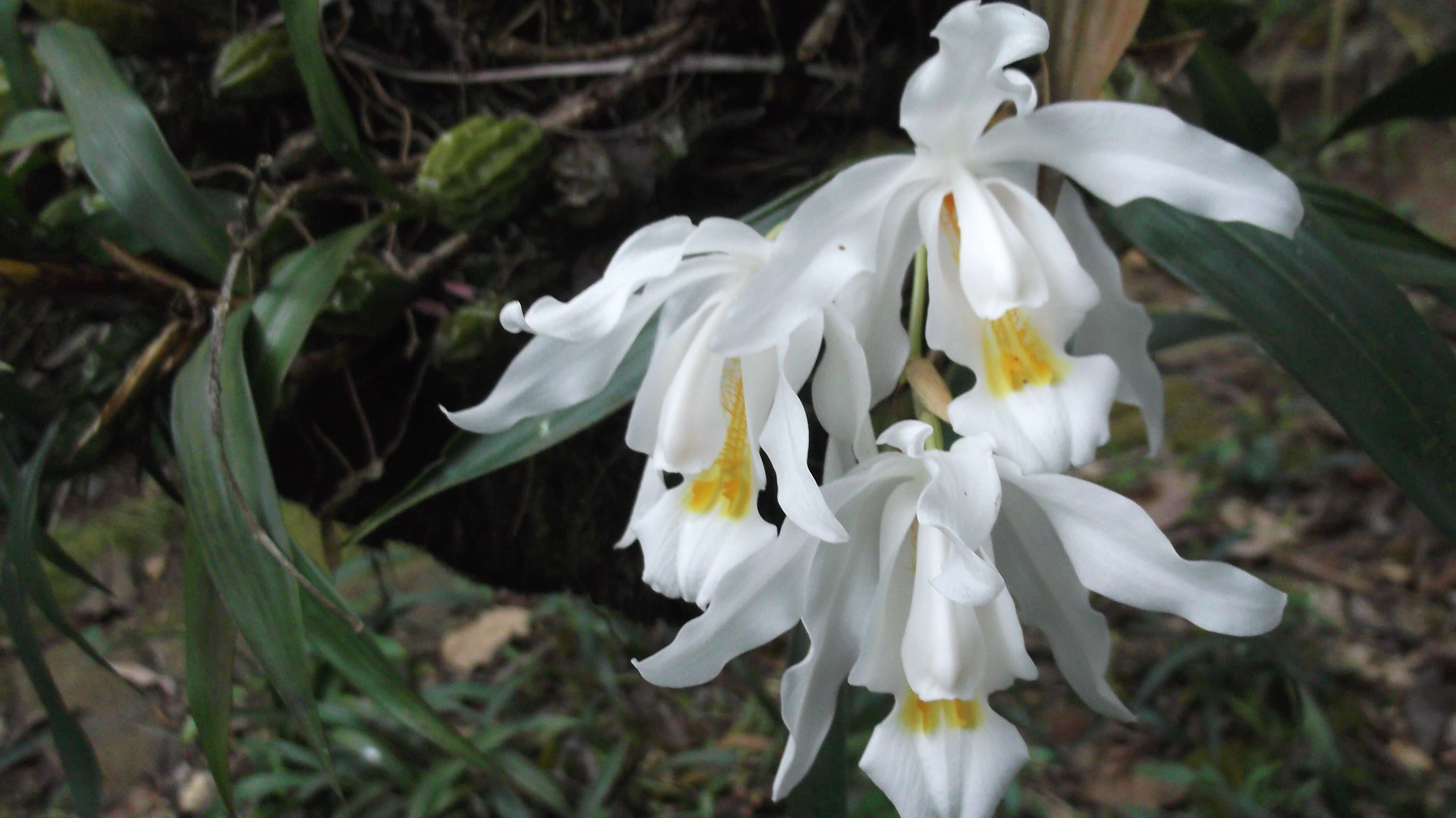 Image of Coelogyne cristata Lindl.