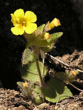 Plancia ëd Erythranthe arenaria (A. L. Grant) G. L. Nesom