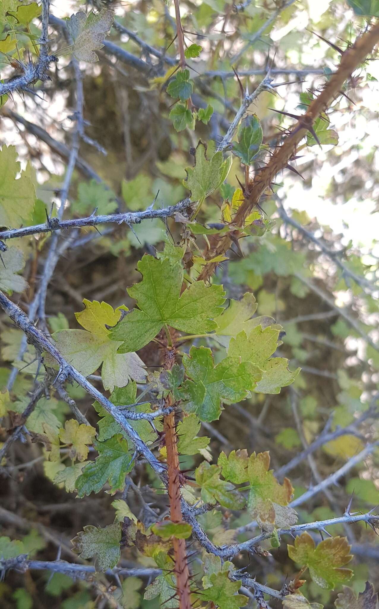 Imagem de Ribes aciculare Sm.