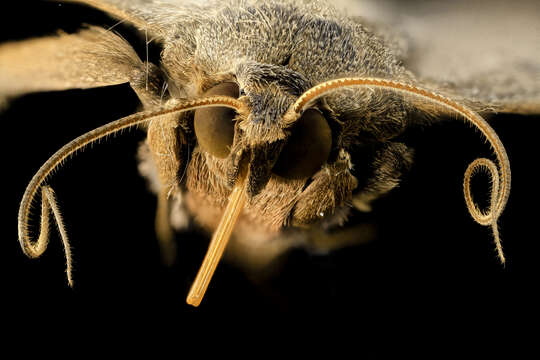 Image of Velvetbean Caterpillar Moth