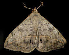 Image of Velvetbean Caterpillar Moth