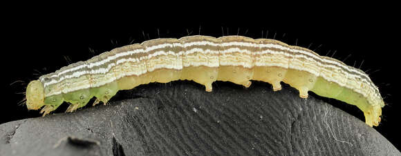 Image of Velvetbean Caterpillar Moth