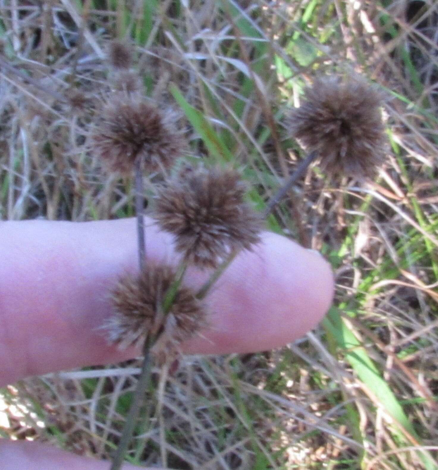 Image of Round-Head Rush