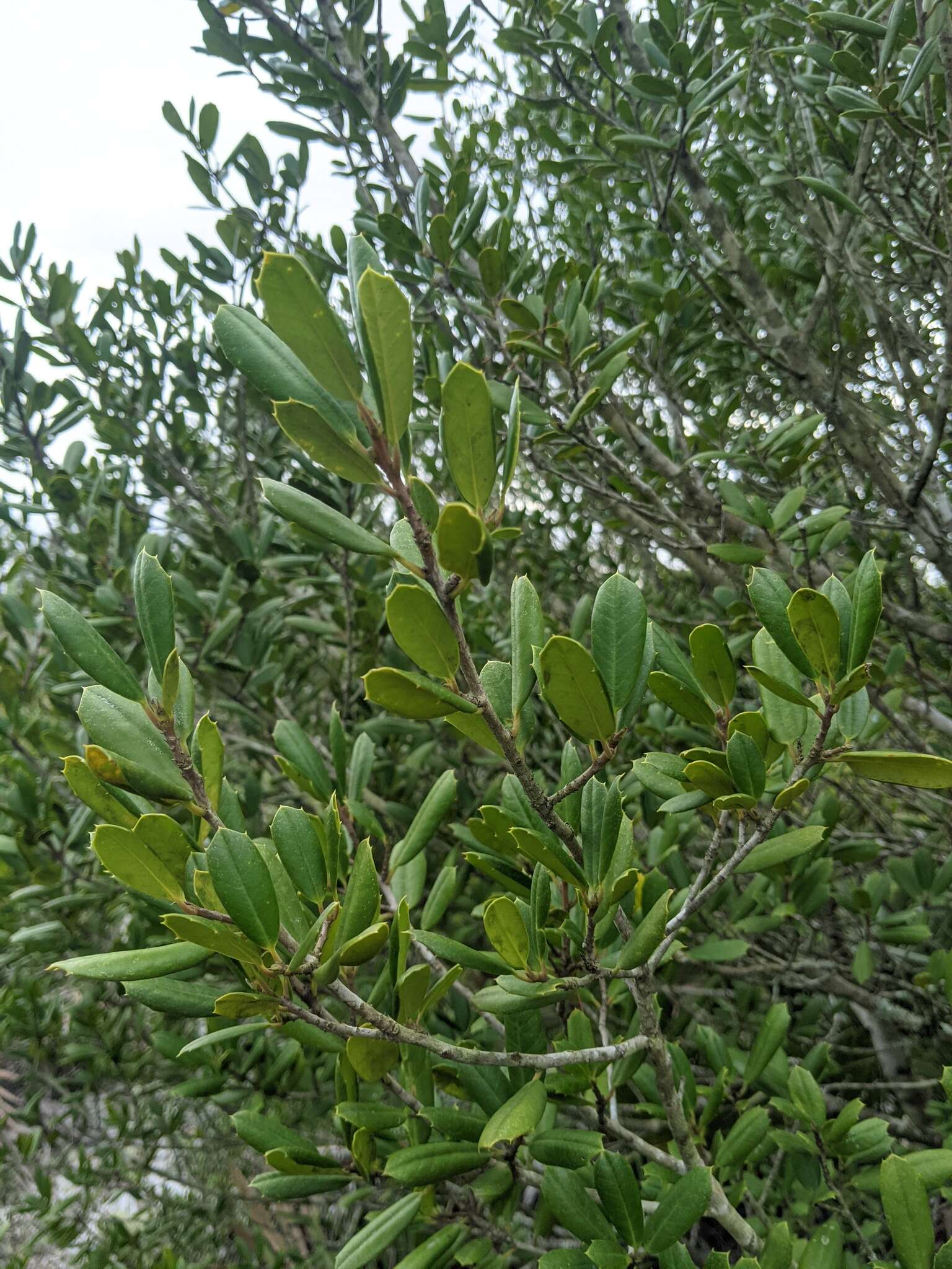 Imagem de Ilex opaca var. arenicola (Ashe) Ashe