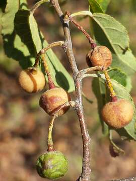 Image de Grewia lavanalensis Baill.