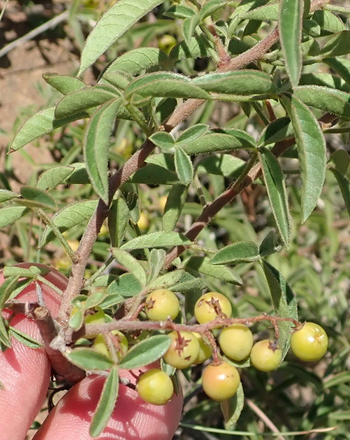 Image of Searsia rigida (Mill.) F. A. Barkley