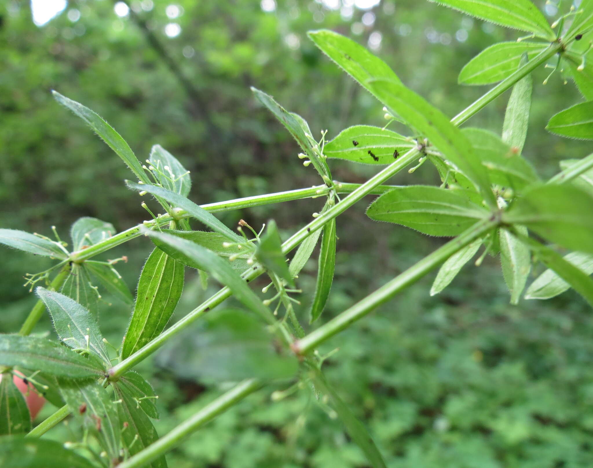 Image of Cruciata glabra (L.) Opiz