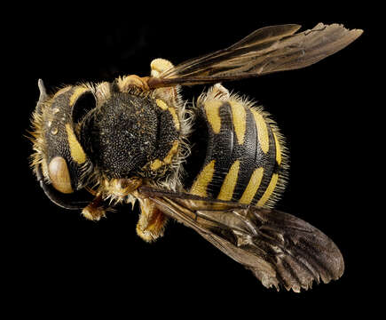 Image of Bee