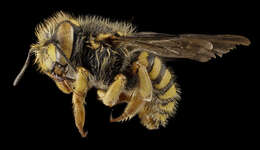 Image of Bee