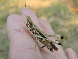 Image of Admirable Grasshopper