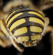 Image of Bee