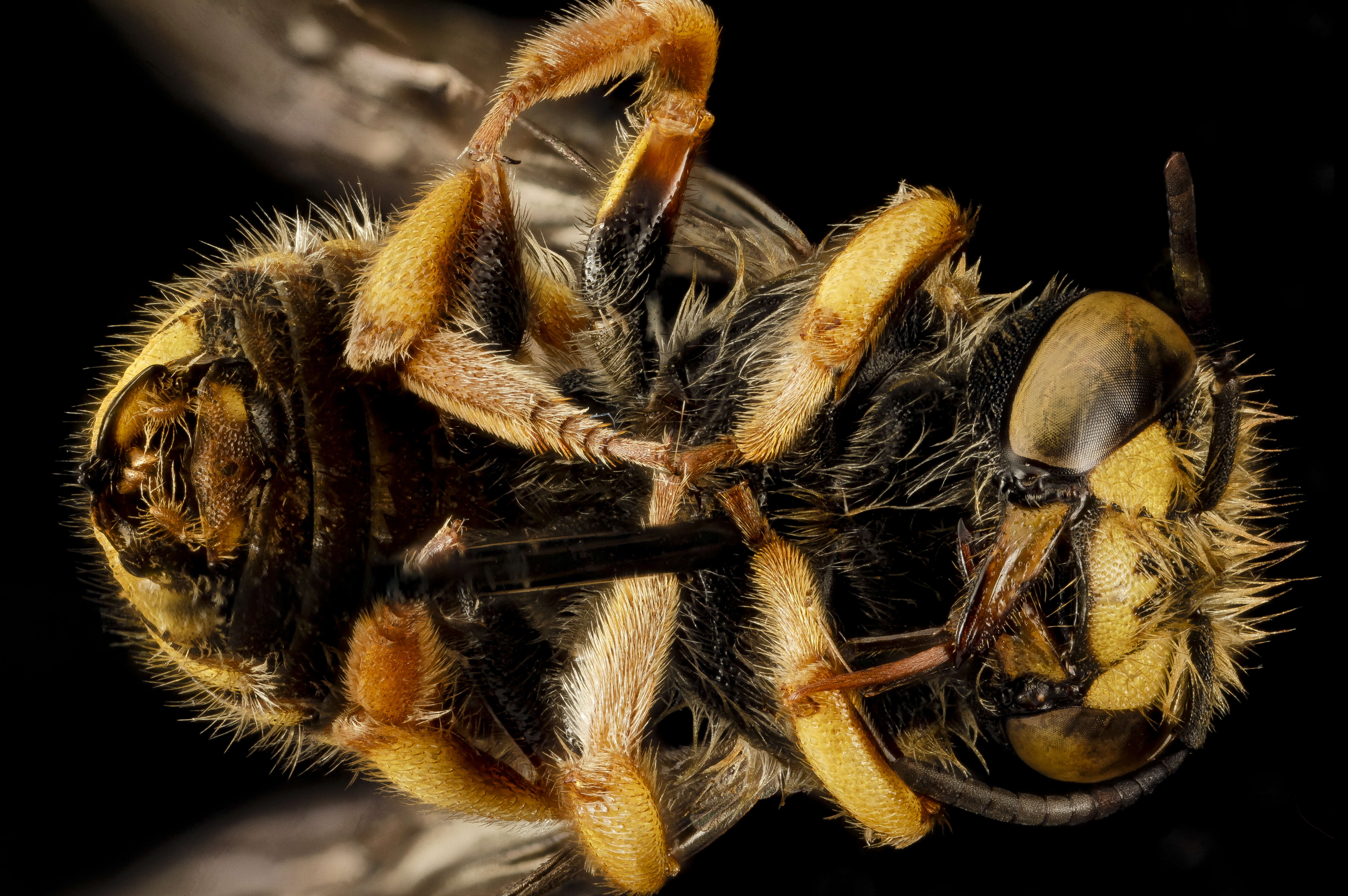 Image of Bee