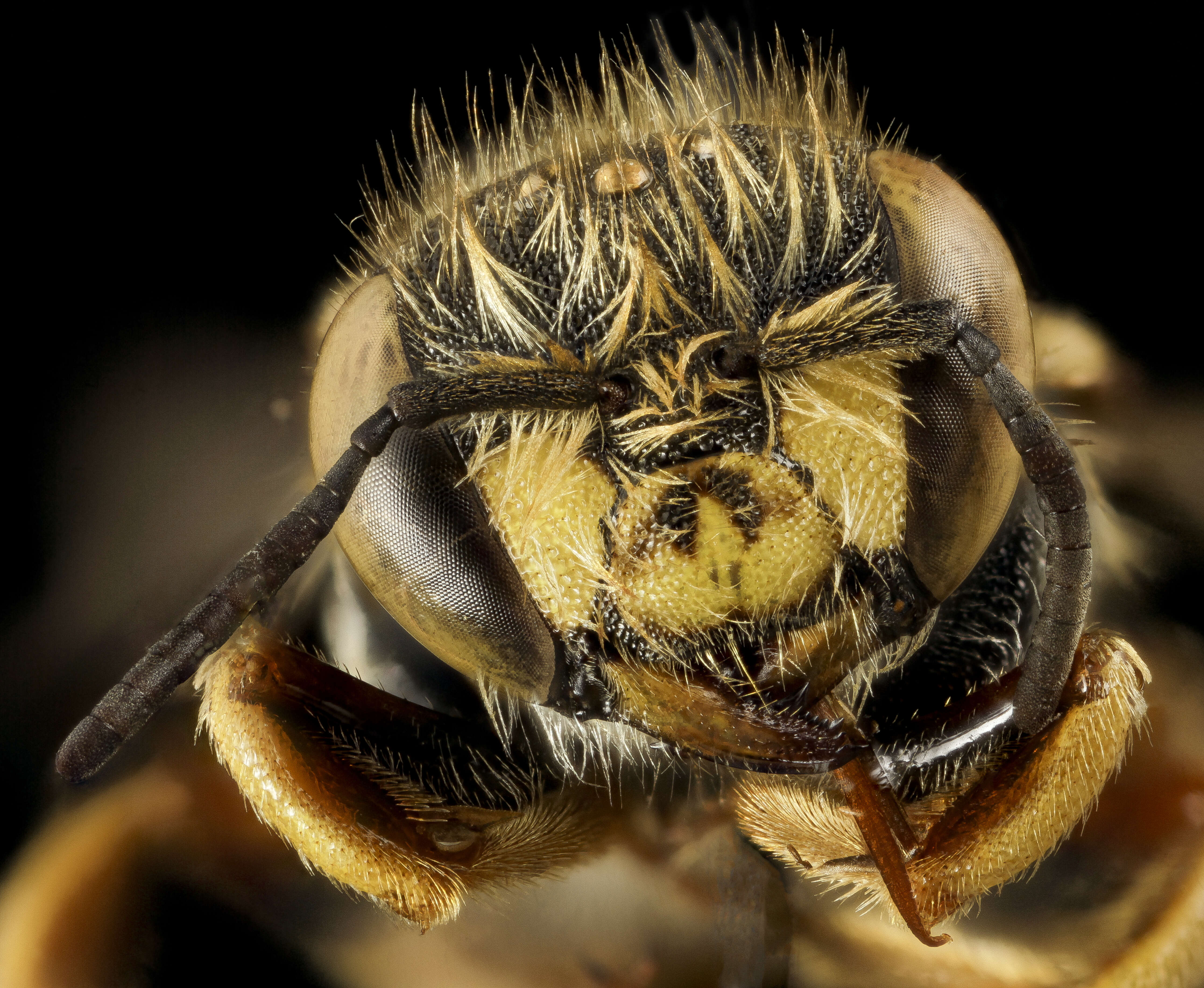 Image of Bee