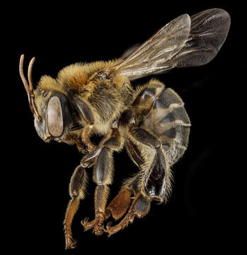 Image of stingless bee