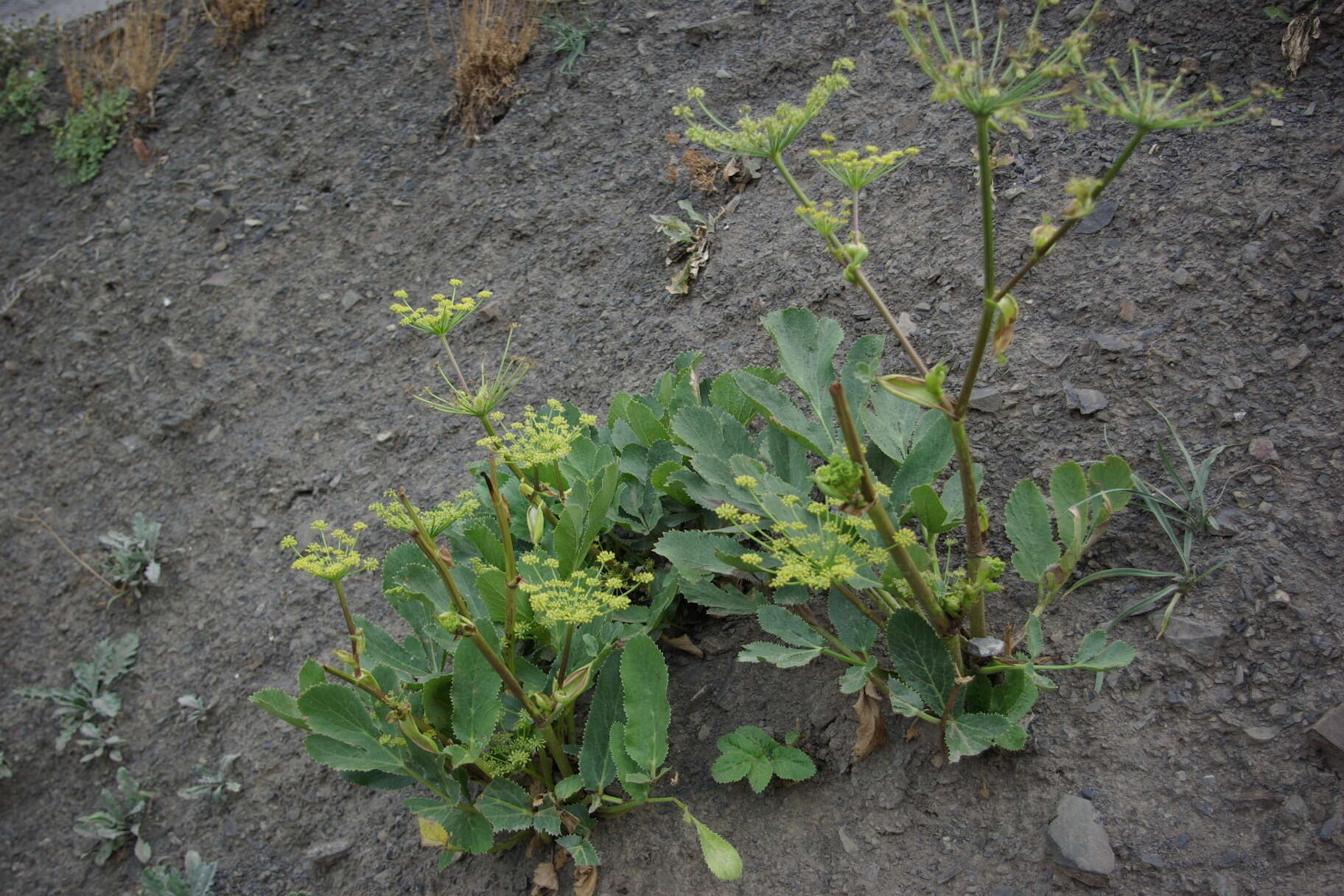 Image of Xanthogalum sachokianum I. I. Karyagin