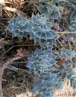 Euphorbia marschalliana Boiss. resmi