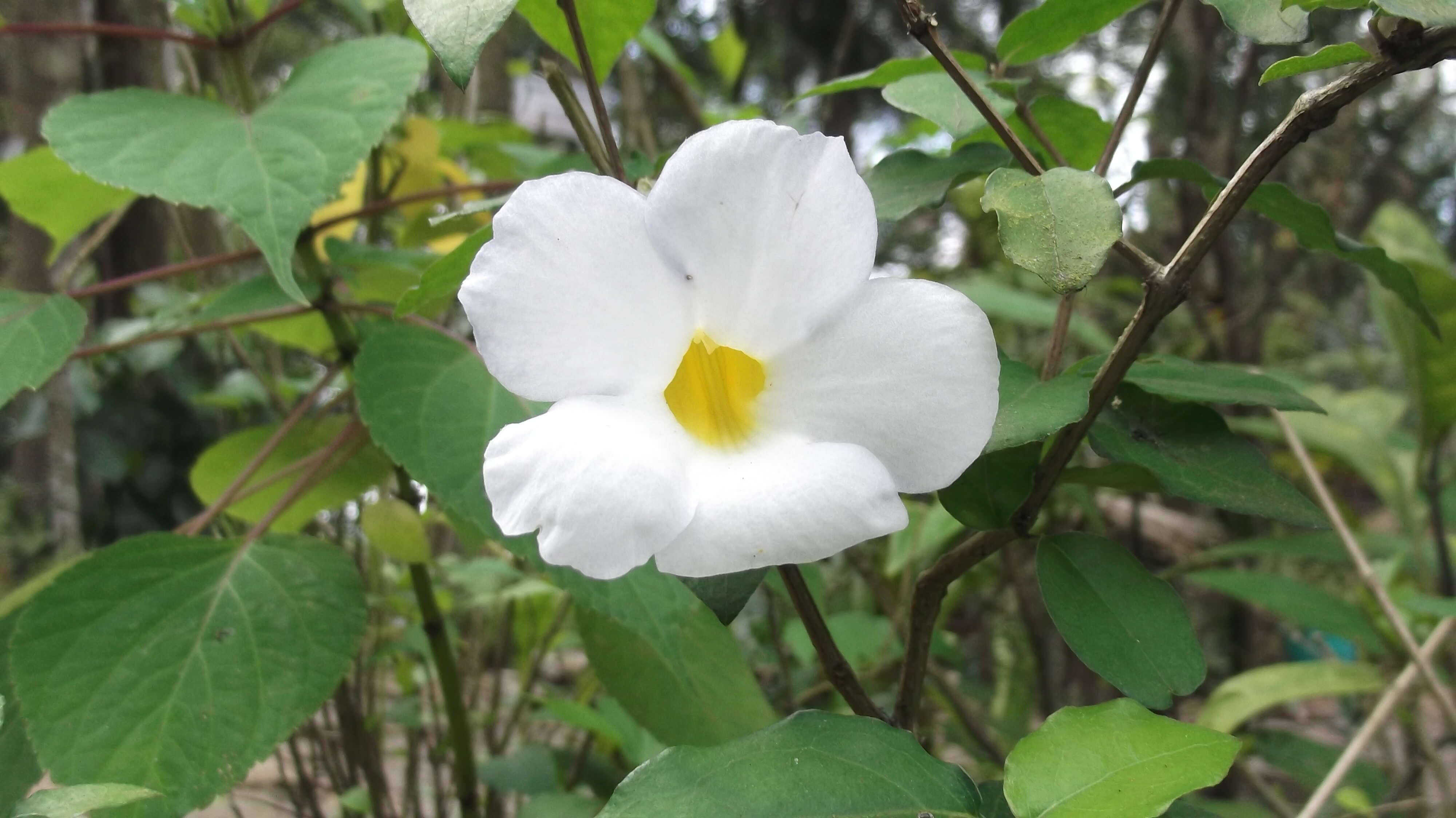 Image de Thunbergia erecta (Benth.) T. Anders.