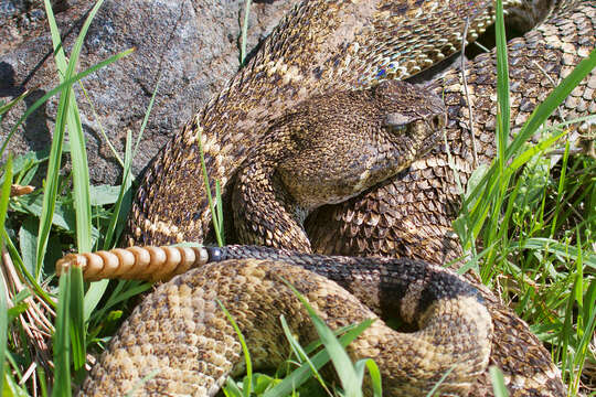 Image of Western Diamond-backed Rattlesnake