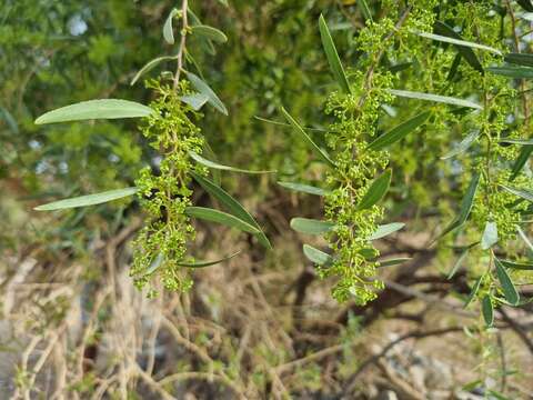 Image of Gymnosporia linearis (L. fil.) Loes.