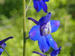 Plancia ëd Delphinium alabamicum R. Kral