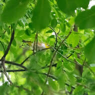 Image of Chestnut-flanked White-eye