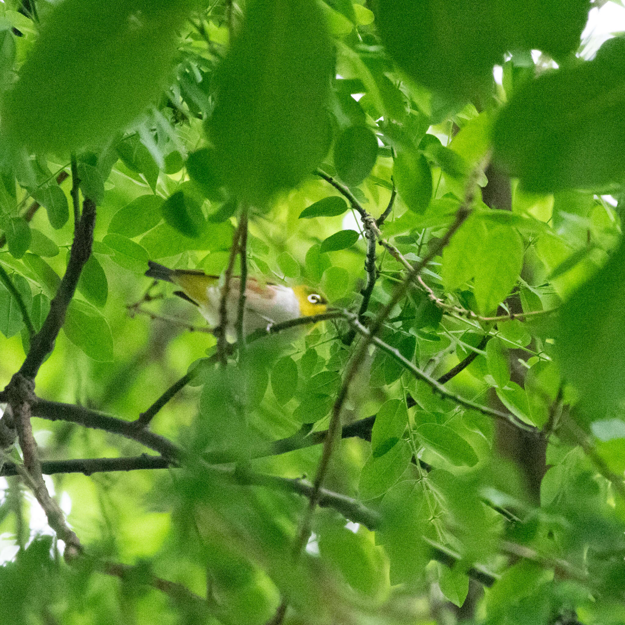 Image of Chestnut-flanked White-eye