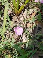 Image of Water Dawnflower