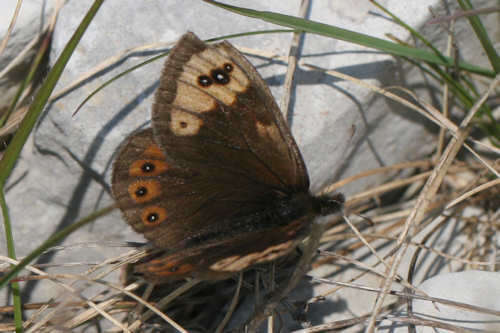 Erebia epistygne Hübner 1816 resmi