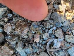 Image of Santa Cruz Island winged rockcress