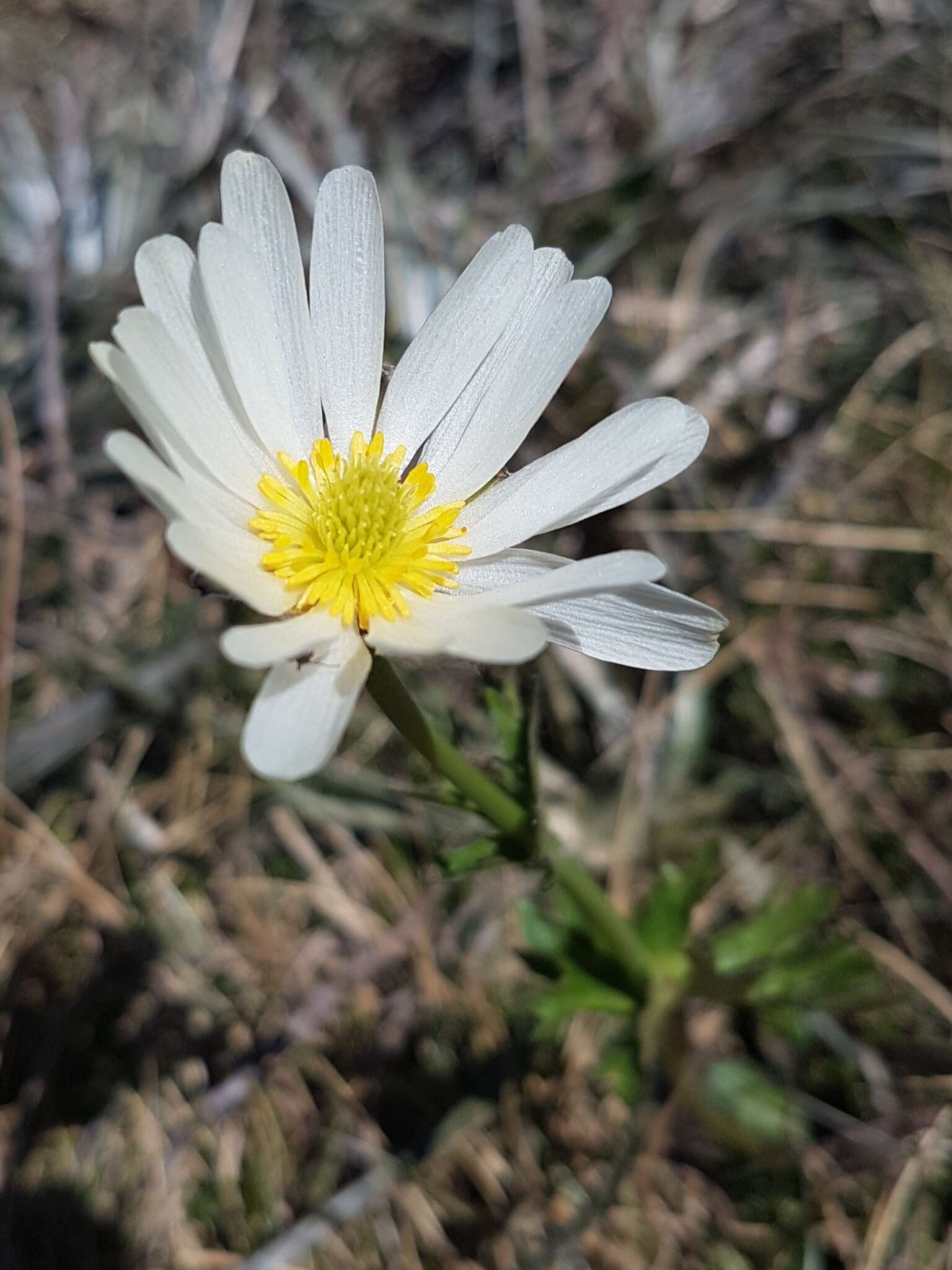 Imagem de Ranunculus anemoneus F. Müll.