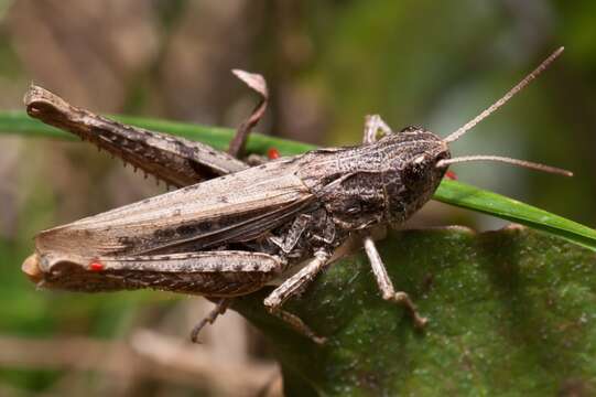 Chorthippus (Glyptobothrus) apricarius (Linnaeus 1758) resmi