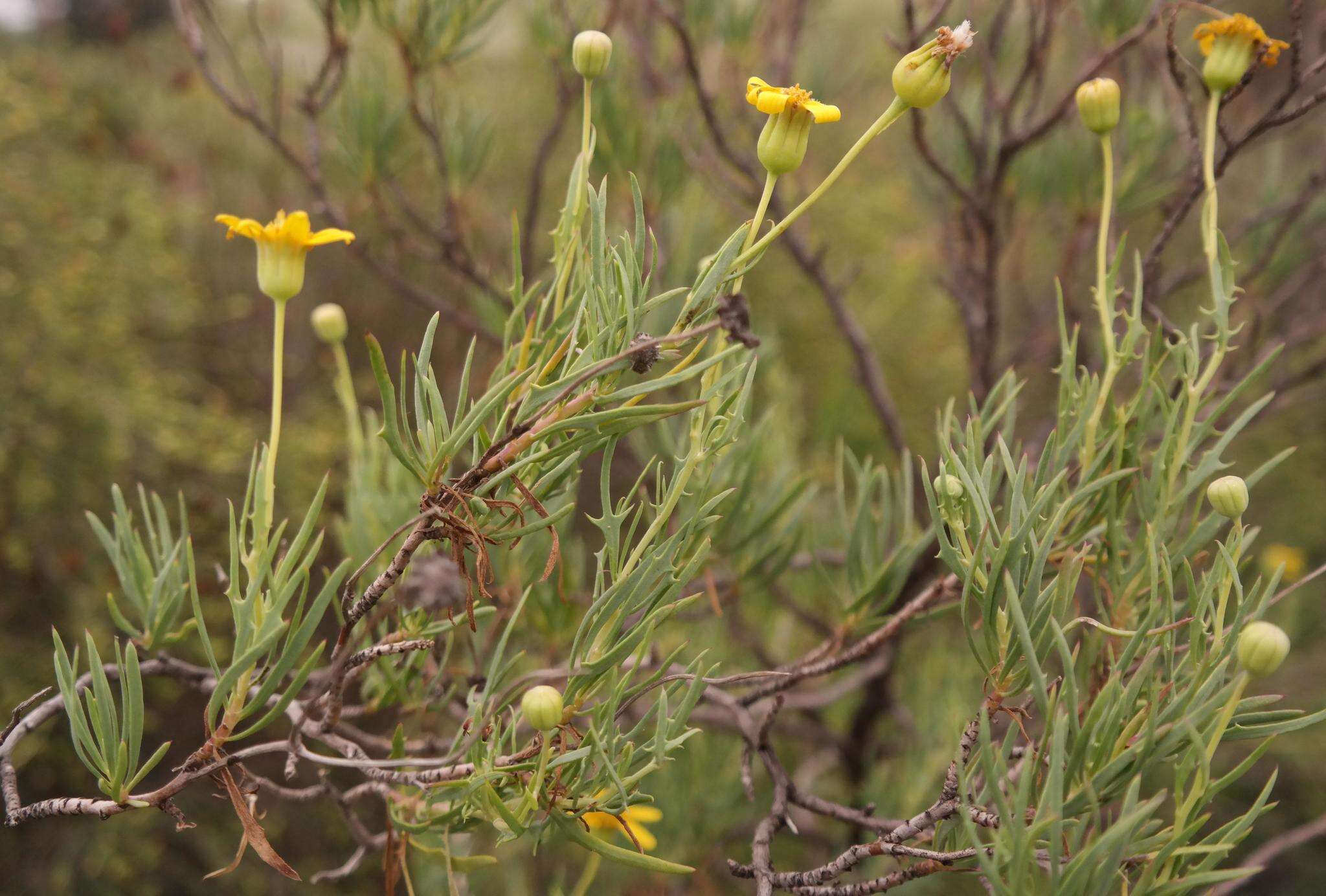 Image of Othonna leptodactyla Harv.