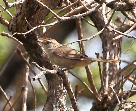 Image of Rufous-fronted Thornbird