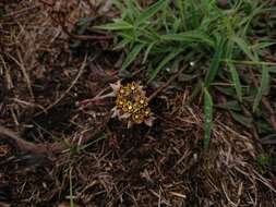 Sivun Asclepias multicaulis (E. Mey.) Schltr. kuva