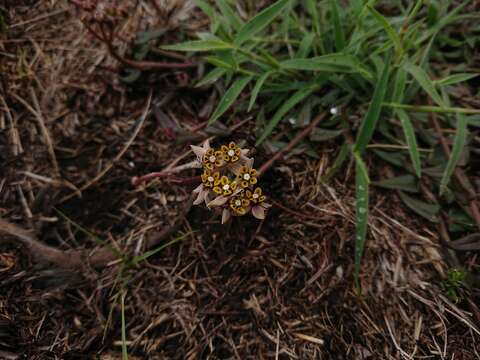 Asclepias multicaulis (E. Mey.) Schltr. resmi