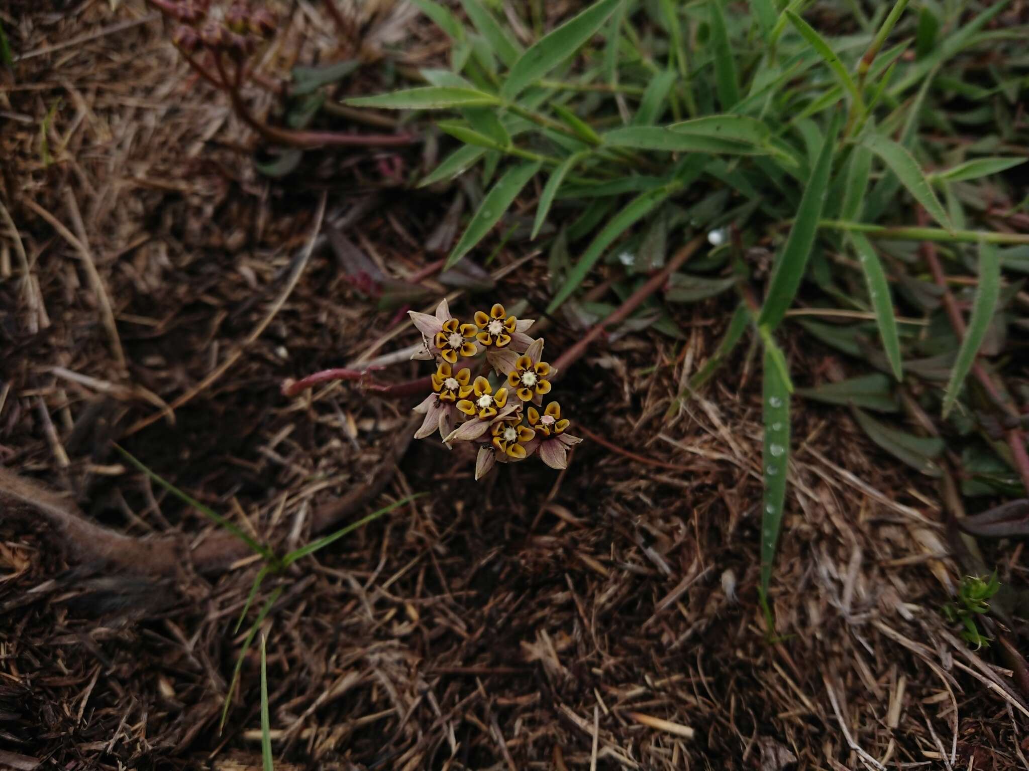 Sivun Asclepias multicaulis (E. Mey.) Schltr. kuva