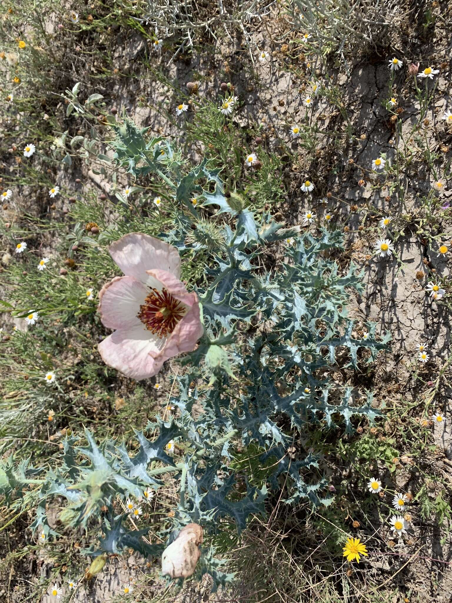 Image of hedgehog pricklypoppy