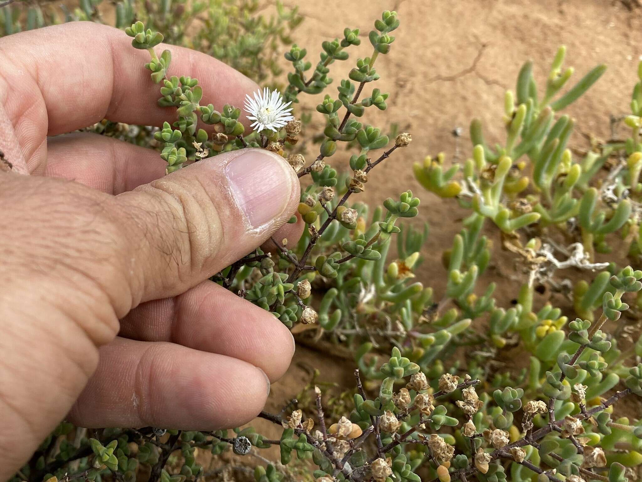 Imagem de Drosanthemum praecultum (N. E. Br.) Schwant.