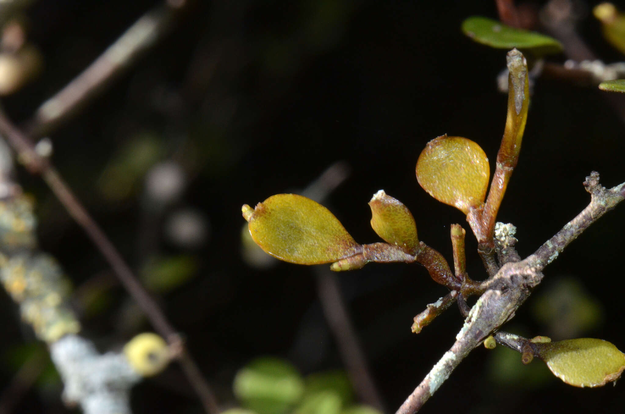 Image de Korthalsella lindsayi (D. Oliver) Engl.