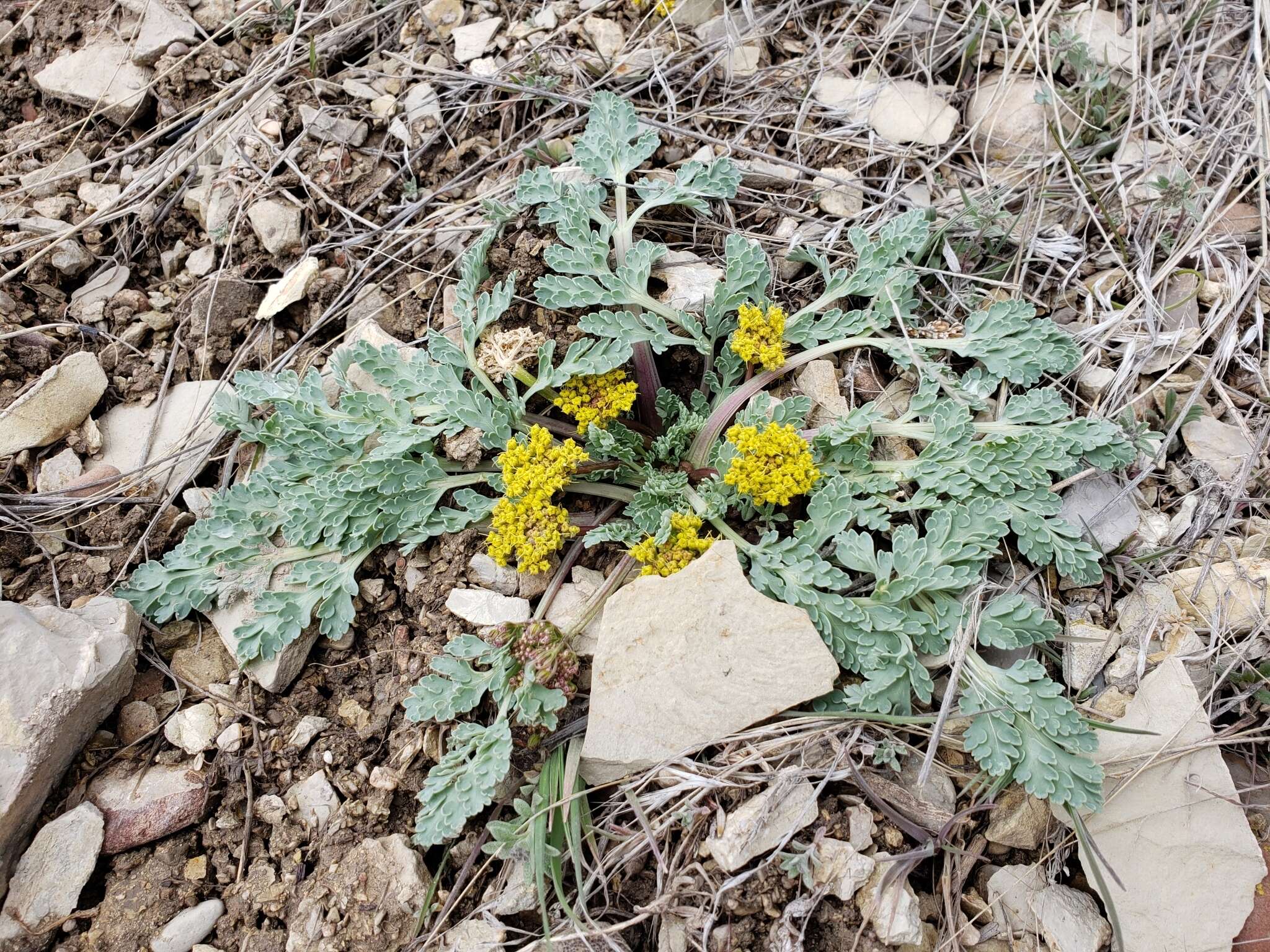 Plancia ëd Aulospermum longipes (S. Wats.) Coult. & Rose