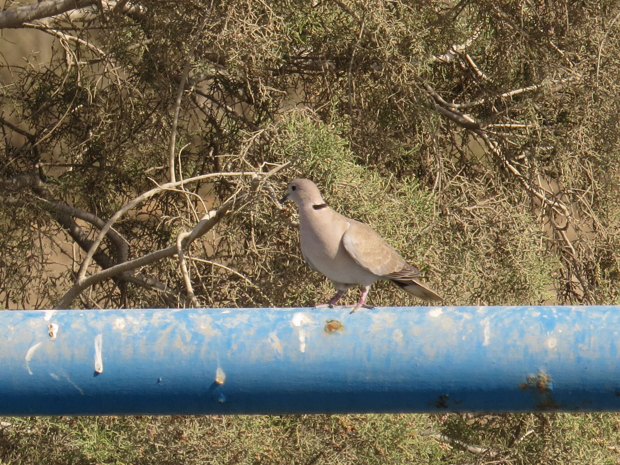 Image of Collared Dove