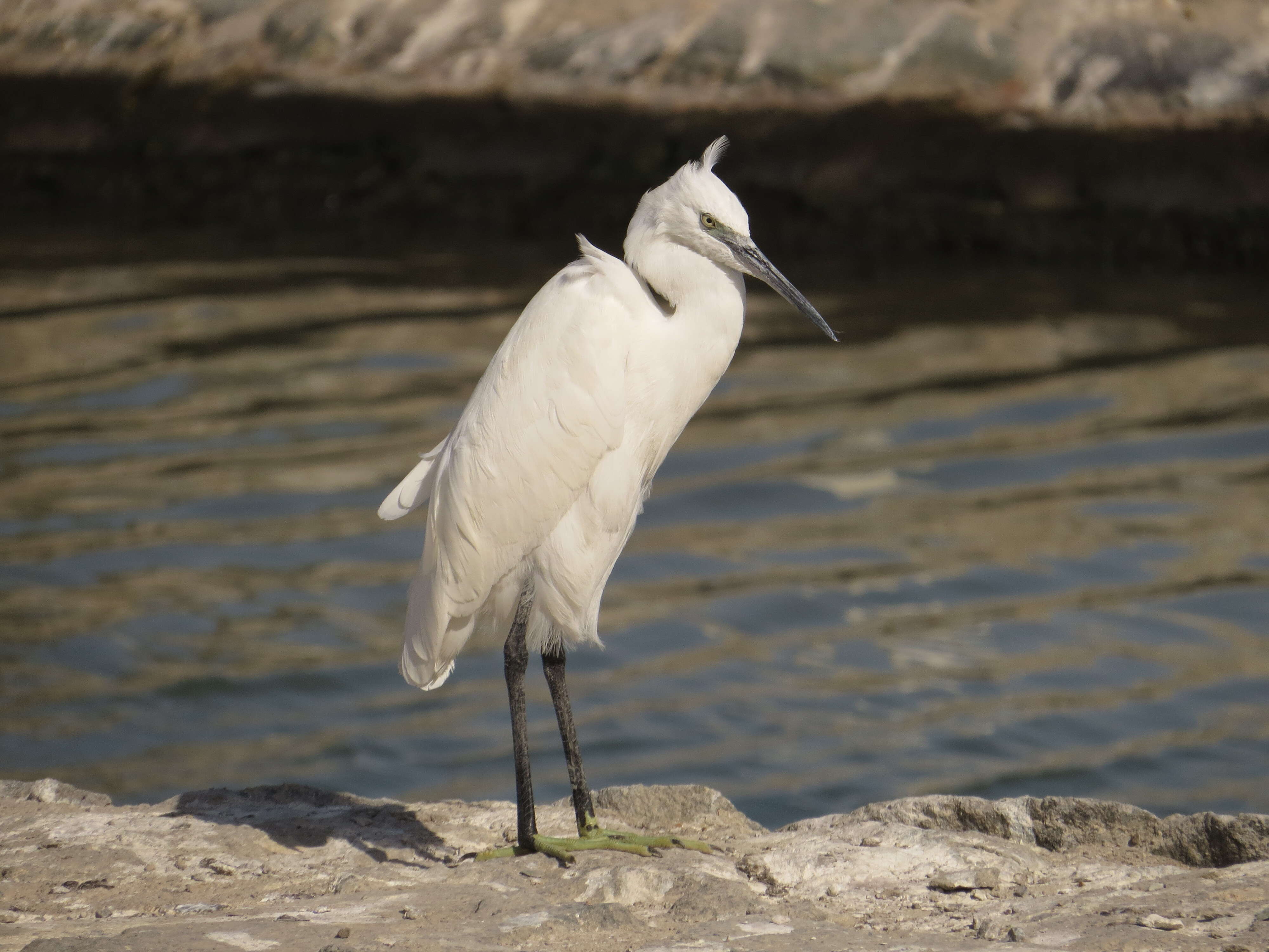 Image of Western Reef Heron