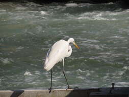 Image of Great Egret