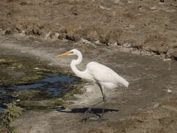 Image of Great Egret