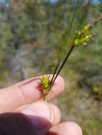 Image of Fewseed sedge