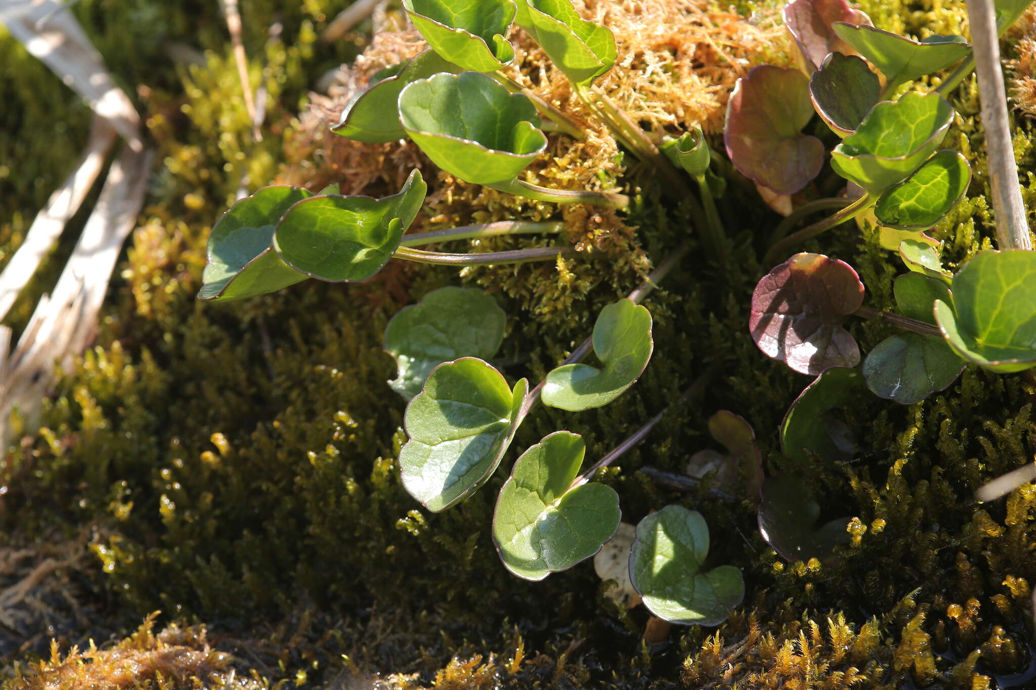 Image of Cochlearia bavarica Vogt